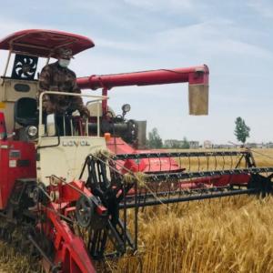 Welcome the harvest season, Lovol Valley God opens the curtain of Anhui summer grain harvest