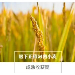 Seize! Seize! Dongfanghong is in action