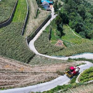 Encountering the first harvest of sorghum in the terraced fields of Qianzhong China the divine machine of Lovo Valley harvested sorghum